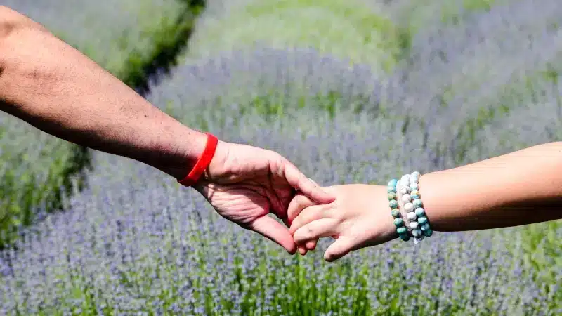 lavande et huile essentielle de tea tree ne perturbent pas les hormones