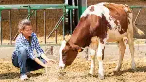 Soigner les Animaux avec les huiles essentielles en 2023 !