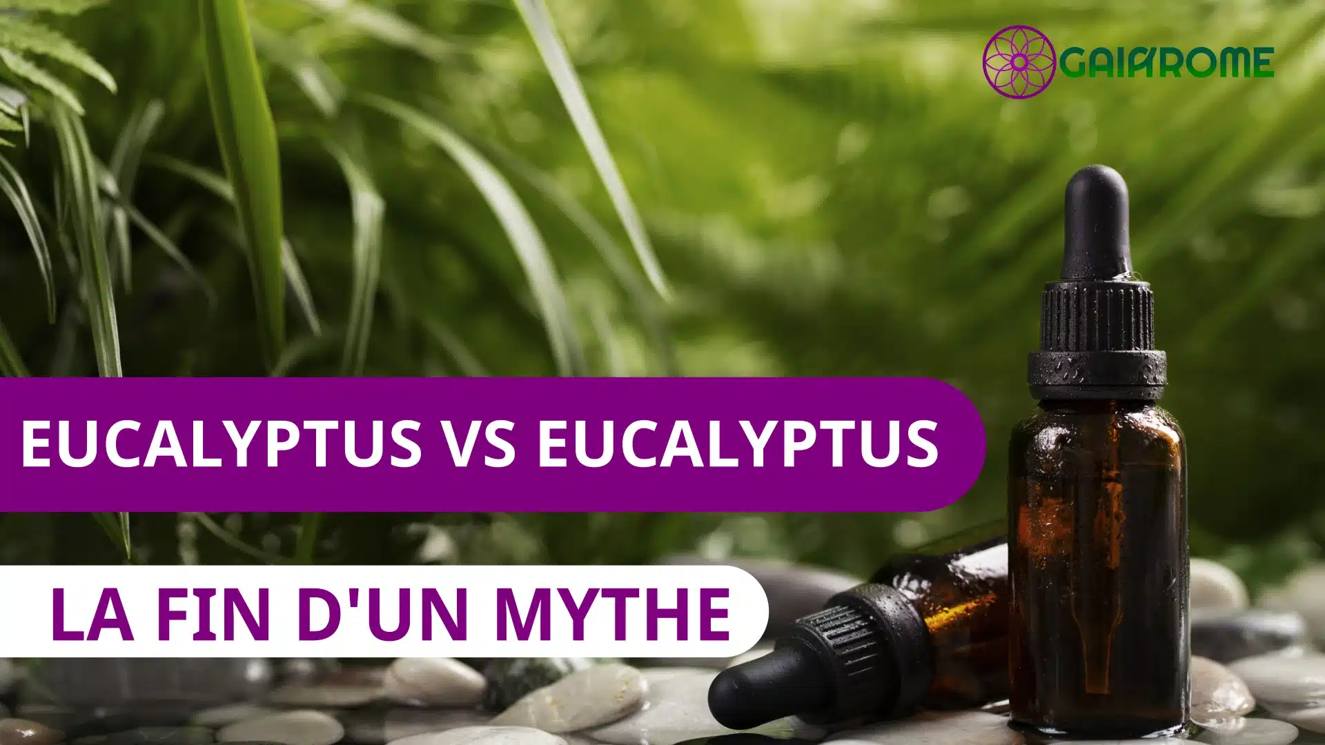 eucalyptus : La fin d'un mythe aromatique